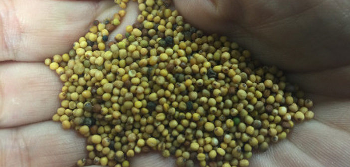 Carinata seeds