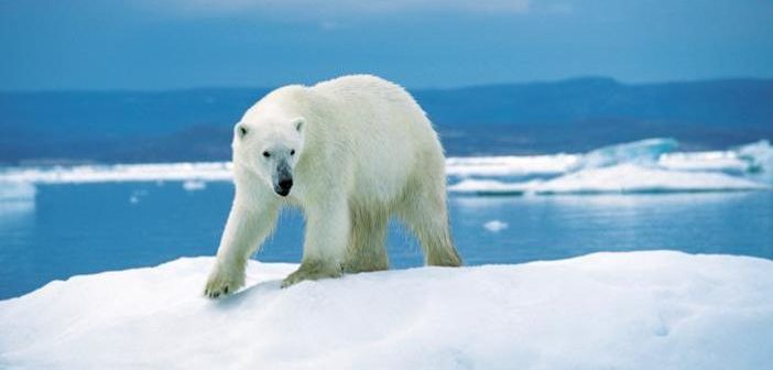 Polar bear