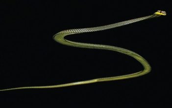 Paradise tree snake