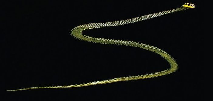 Paradise tree snake
