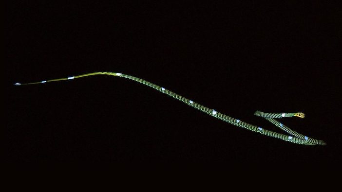 Tree snake with markers